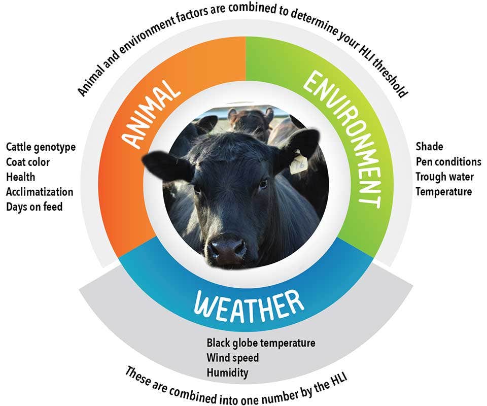 Cattle Heat Stress Measurements