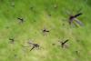 Why Weather Stations are Essential for Mosquito Control 