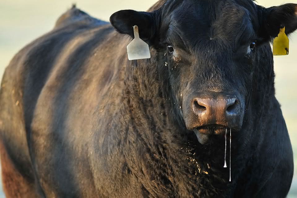 Heat stressed black angus