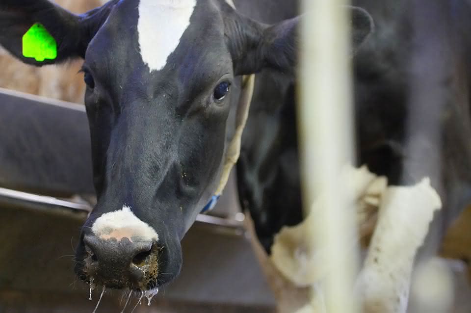 Heat Stressed Dairy Cow