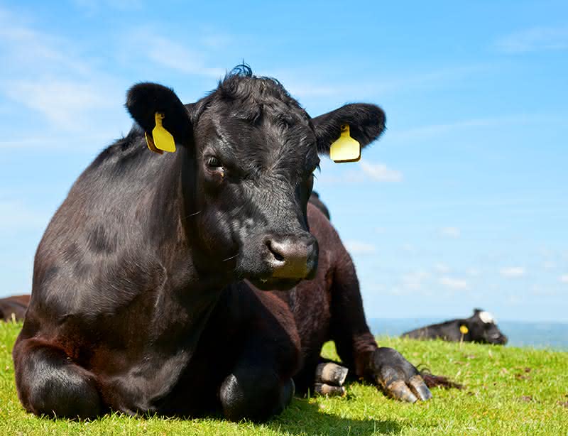 Heat Stressed Cow