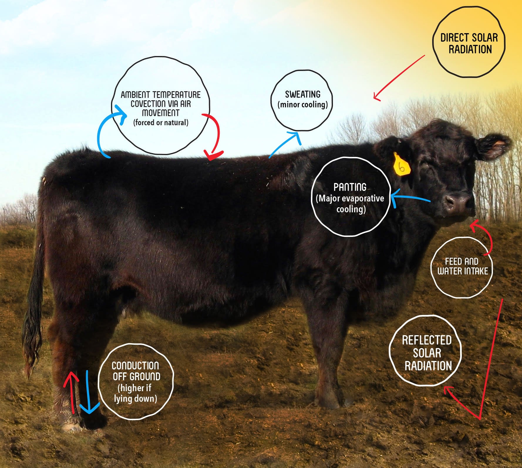 Heat Stress: Handling Cattle Through High Heat Humidity Indexes